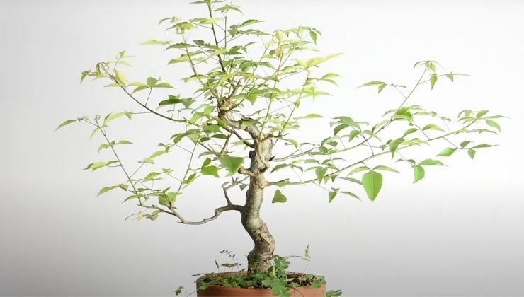 albero scoperta scienziati