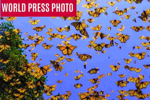 world press photo a bari