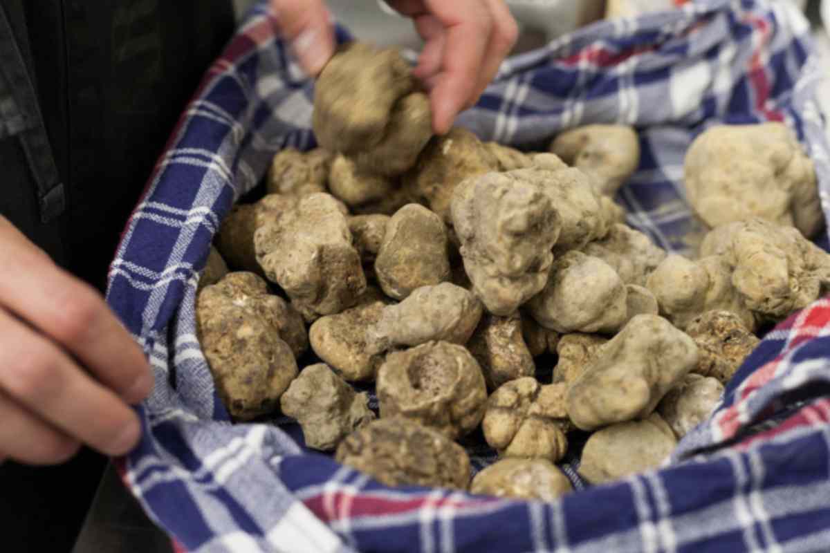 Il tartufo bianco, simbolo della gastronomia italiana, è sotto minaccia a causa delle condizioni climatiche avverse.