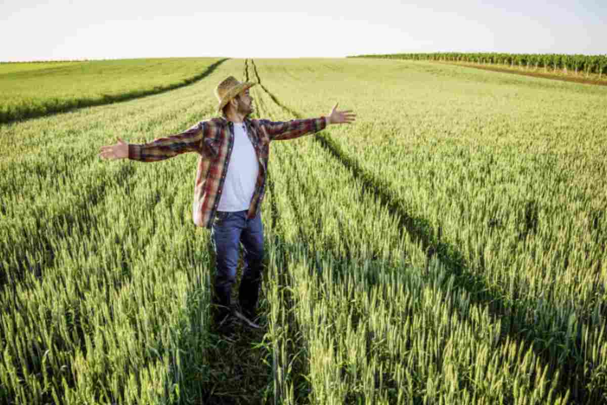 Il Bonus Agricoltura 2025 prevede un sostegno fino a 794 euro per ogni ettaro di terreno coltivato a ulivi, erogato in un'unica soluzione.